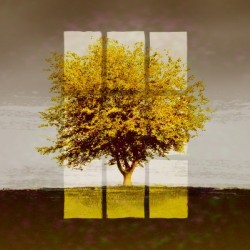 Window on an Amber Tree 3x2